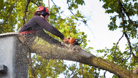Vegetation management solution